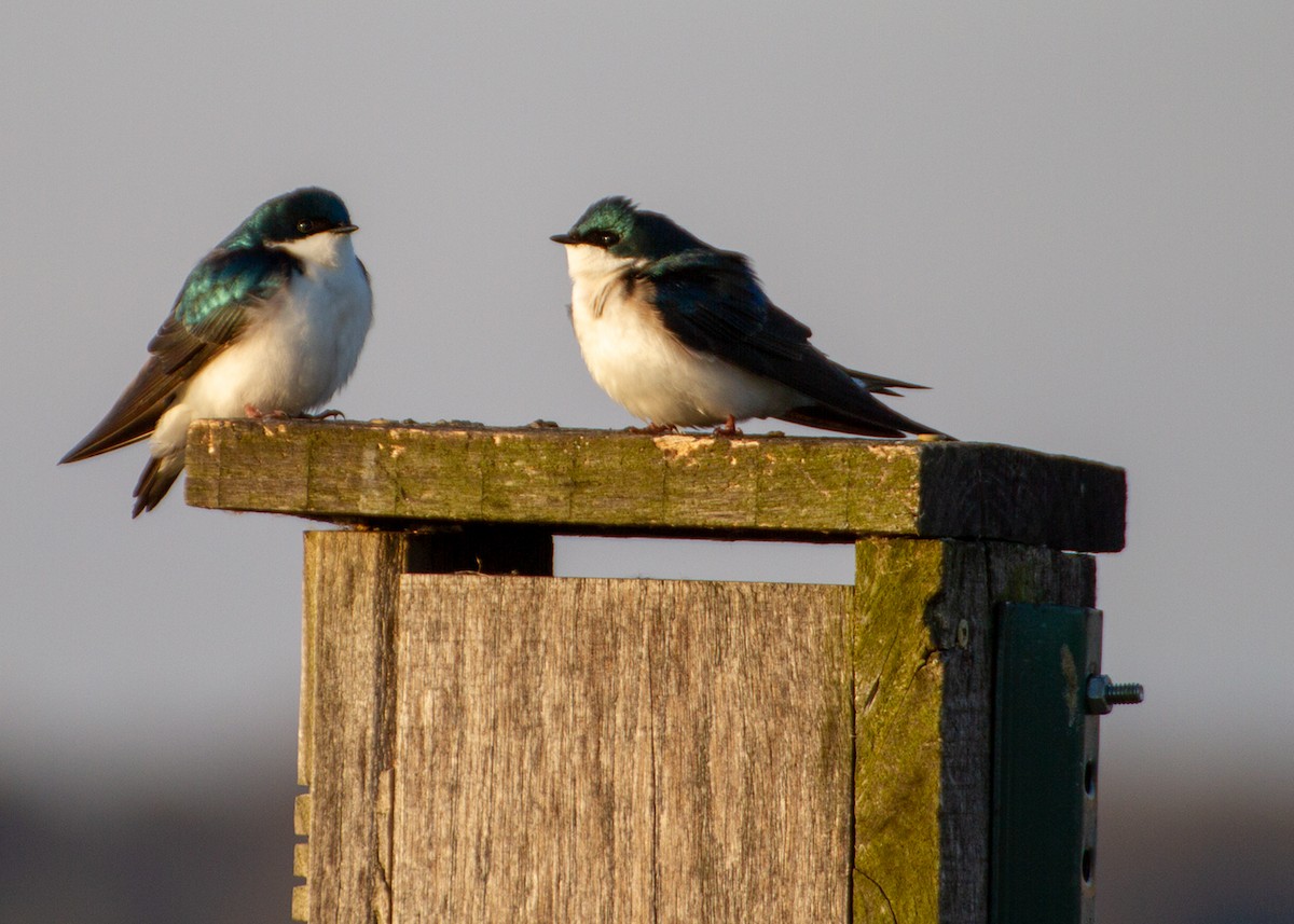 Tree Swallow - Patrick Horn