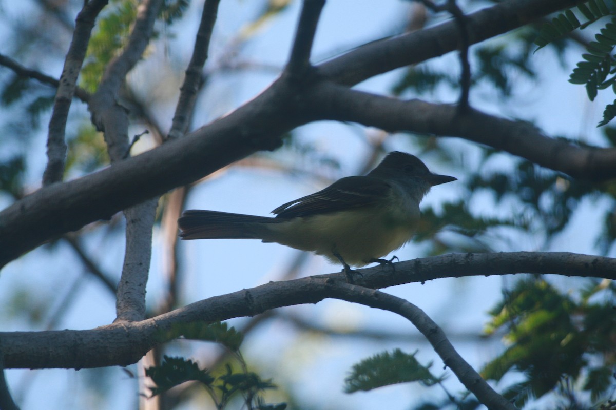 Great Crested Flycatcher - ML295656631