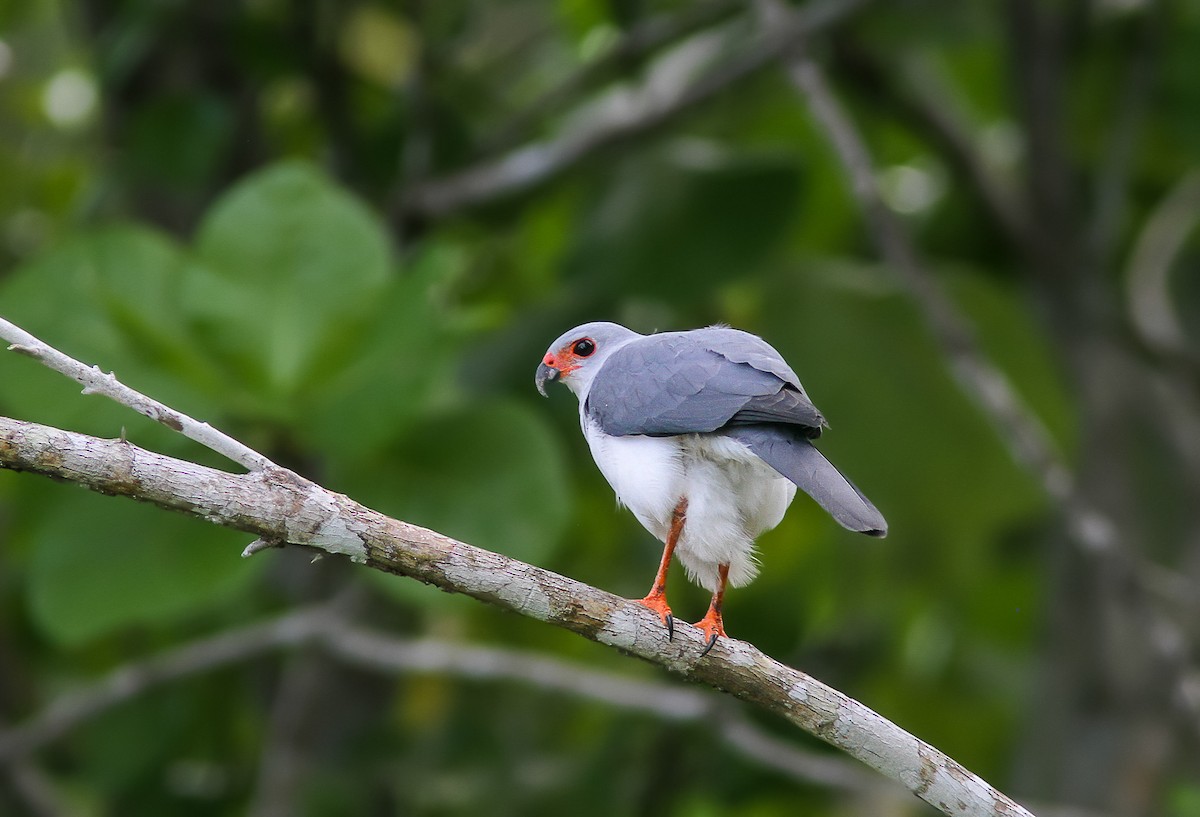 Gray-headed Goshawk - ML295656691