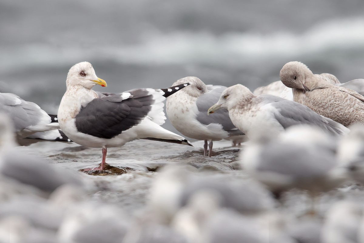 Slaty-backed Gull - Tony Dvorak