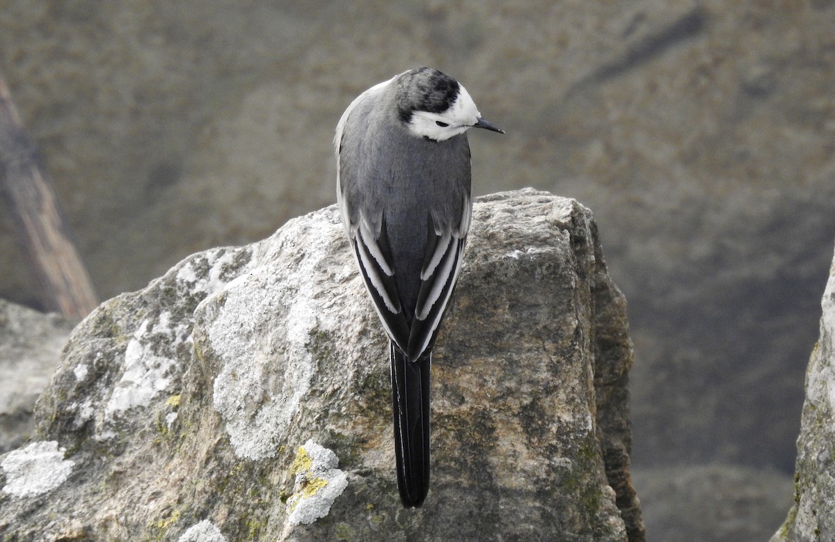 White Wagtail - ML295658991