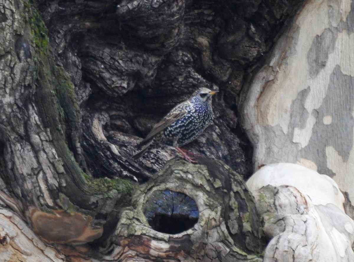 European Starling - Noam Markus