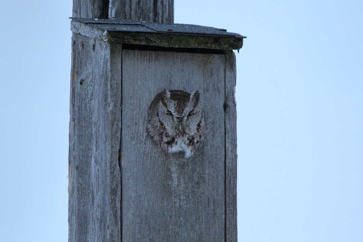 Eastern Screech-Owl - Nancy Gill