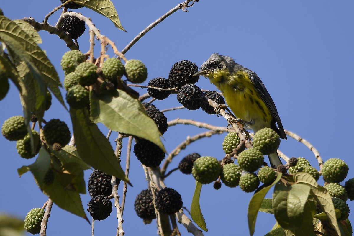 Magnolia Warbler - ML295661281