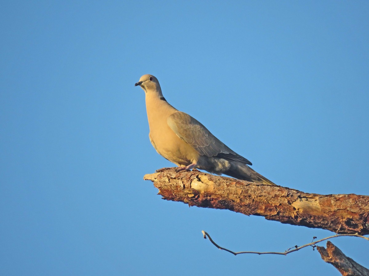 Eurasian Collared-Dove - Michael Oliver