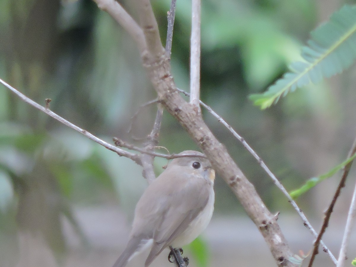 Red-breasted Flycatcher - Regin Ross