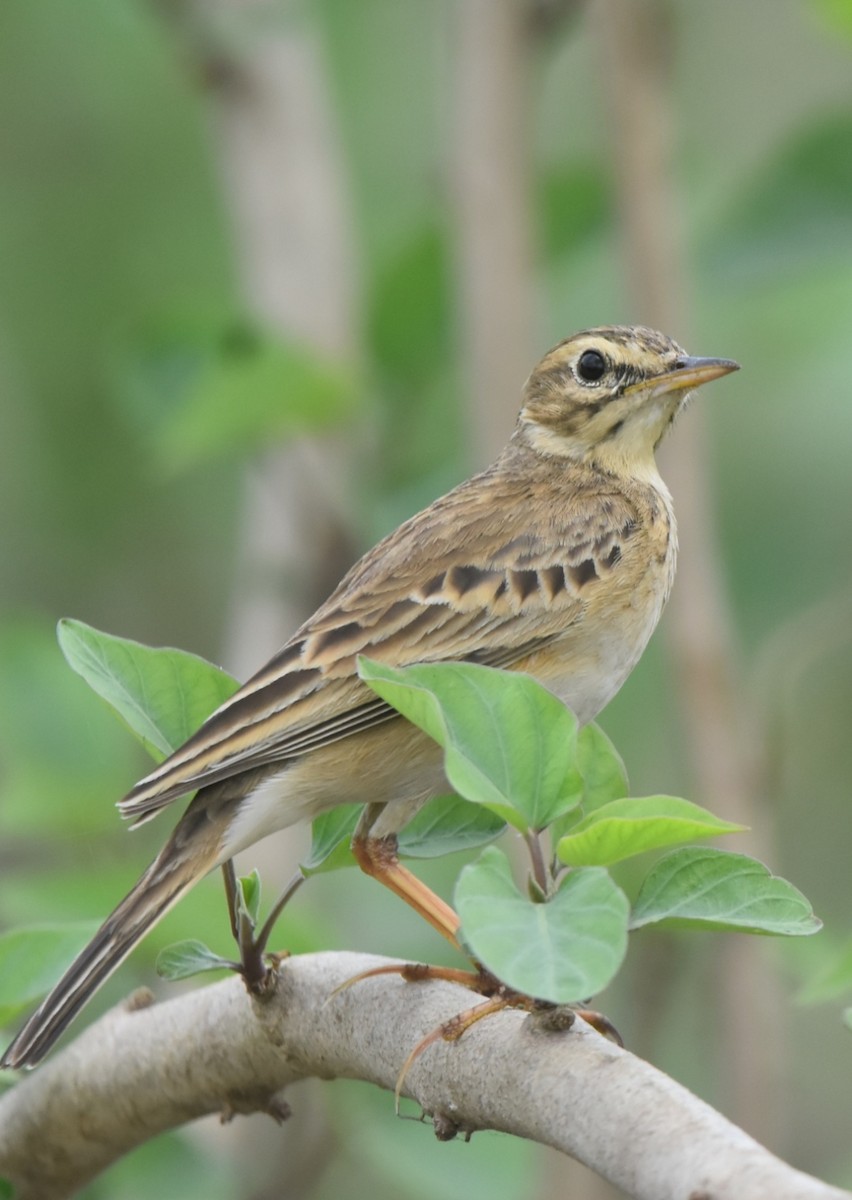 Paddyfield Pipit - ML295663931