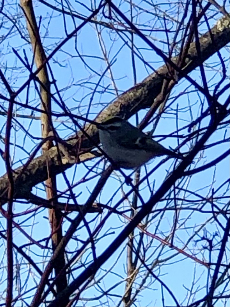 Golden-crowned Kinglet - ML295664511