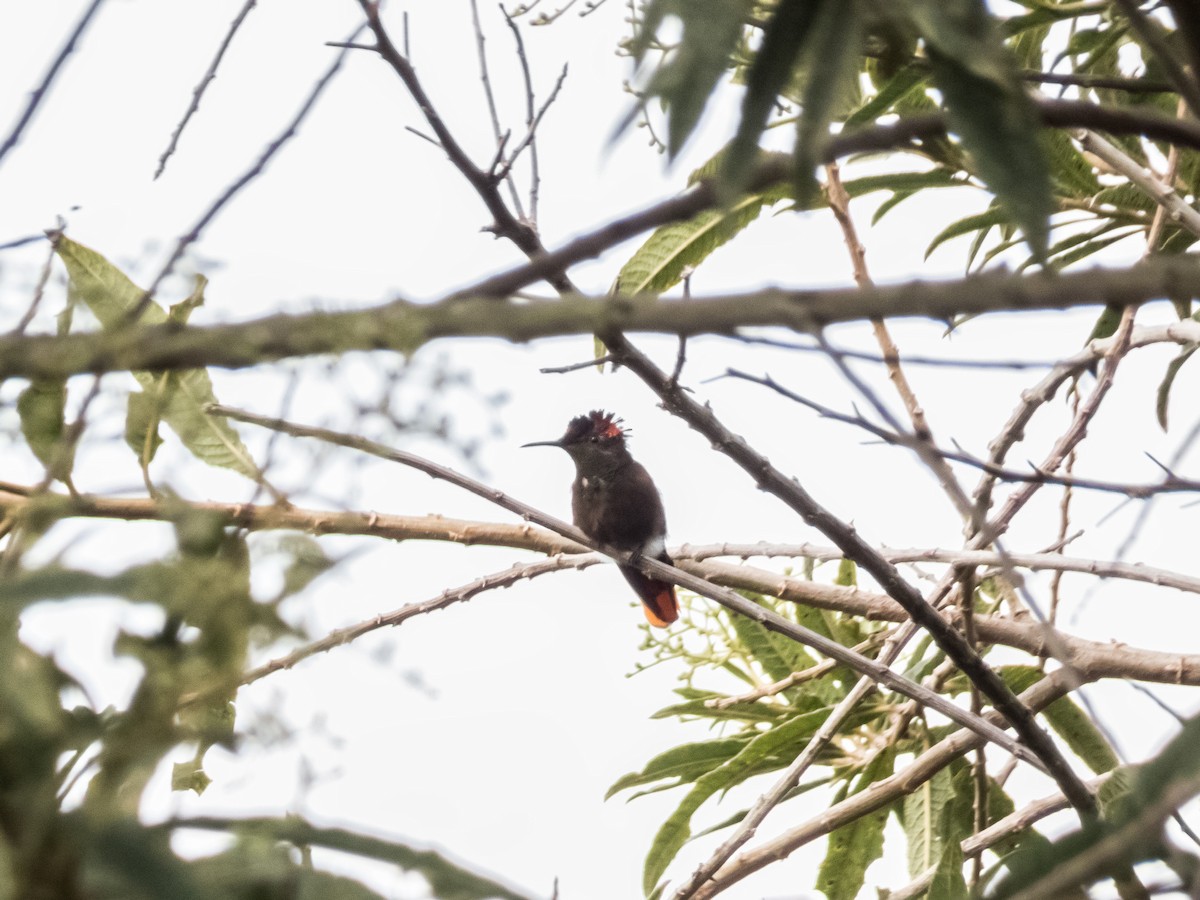 kolibřík červenohlavý - ML295667261