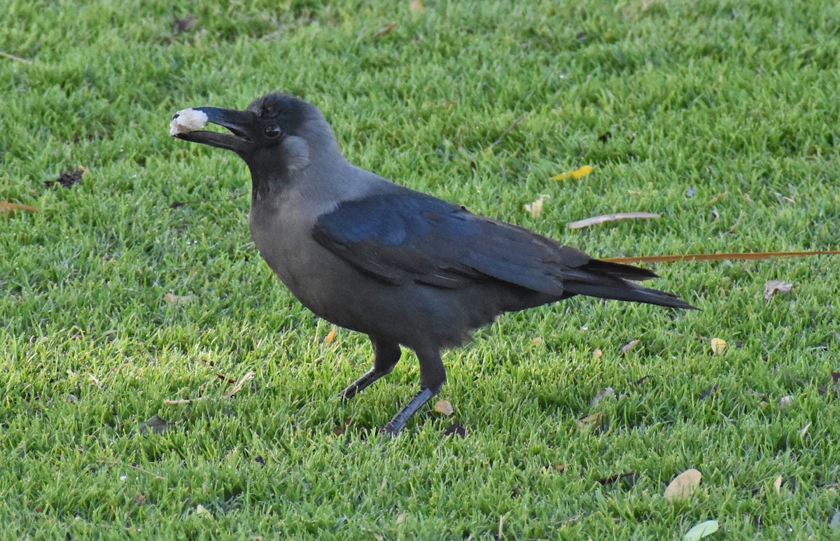 House Crow - ML295668911