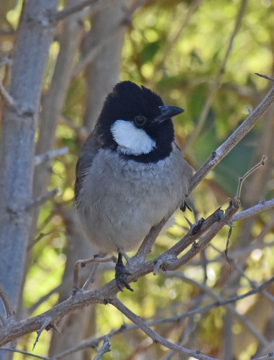 White-eared Bulbul - ML295668921