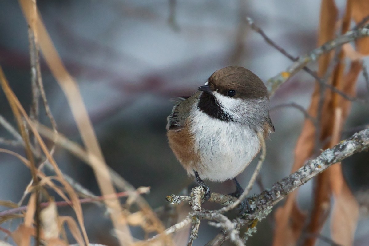 Boreal Chickadee - ML295669461