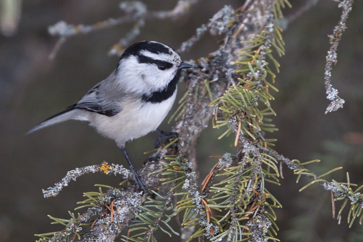 Mountain Chickadee - ML295669631