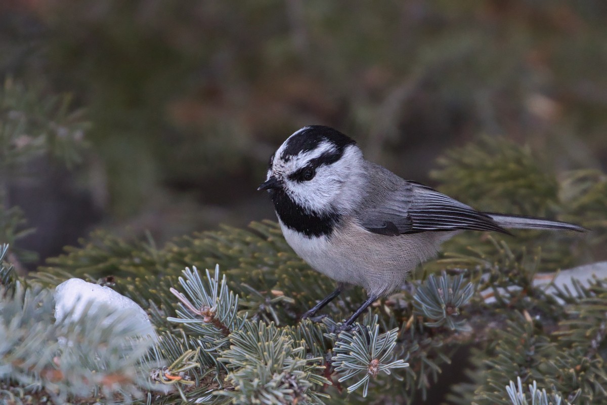 Mountain Chickadee - ML295669671