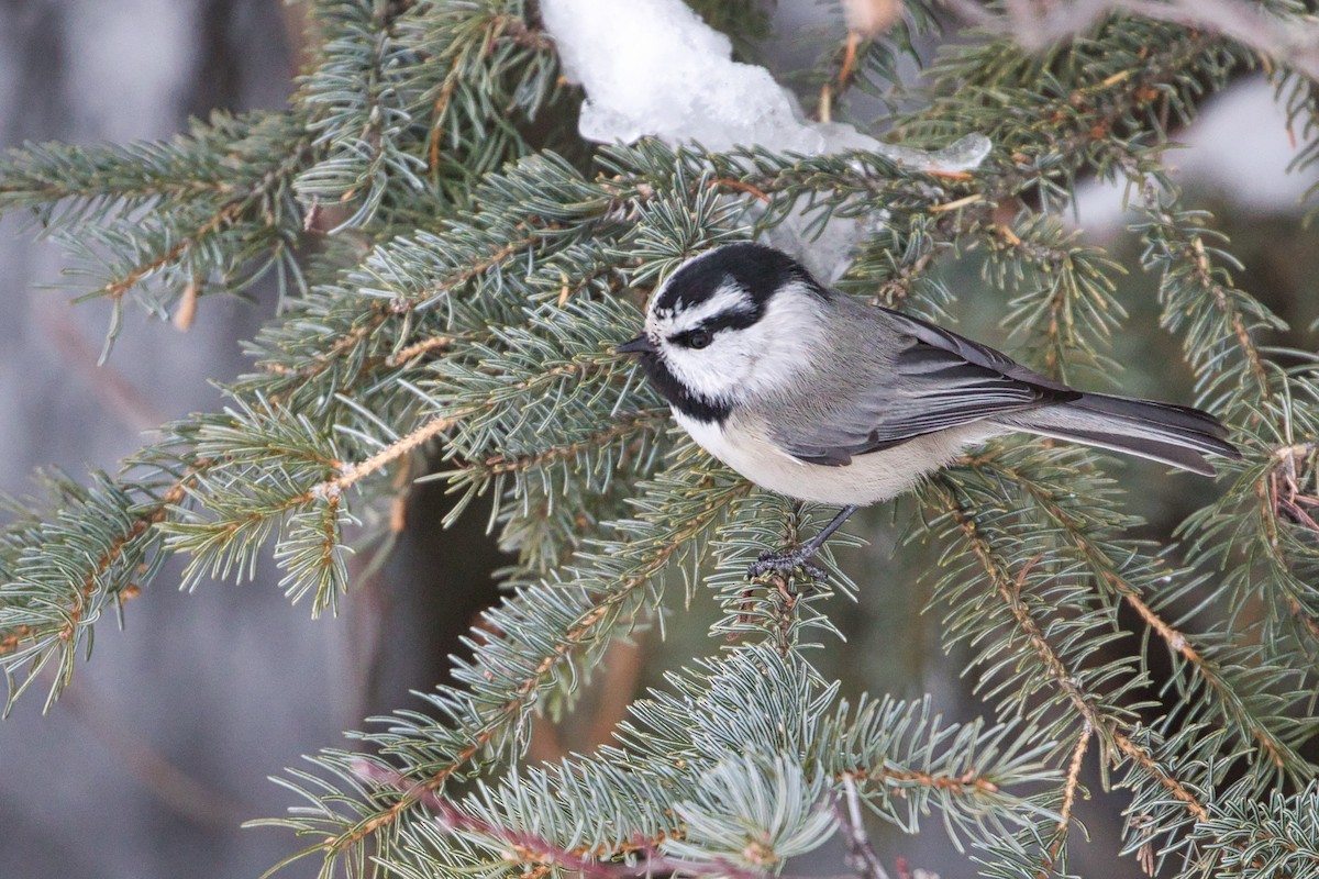 Mountain Chickadee - ML295669681