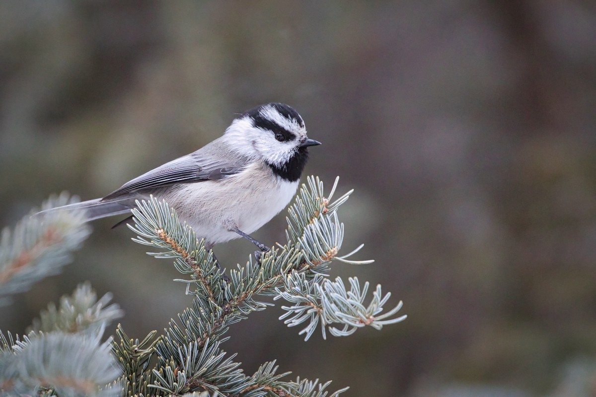 Mountain Chickadee - ML295669771