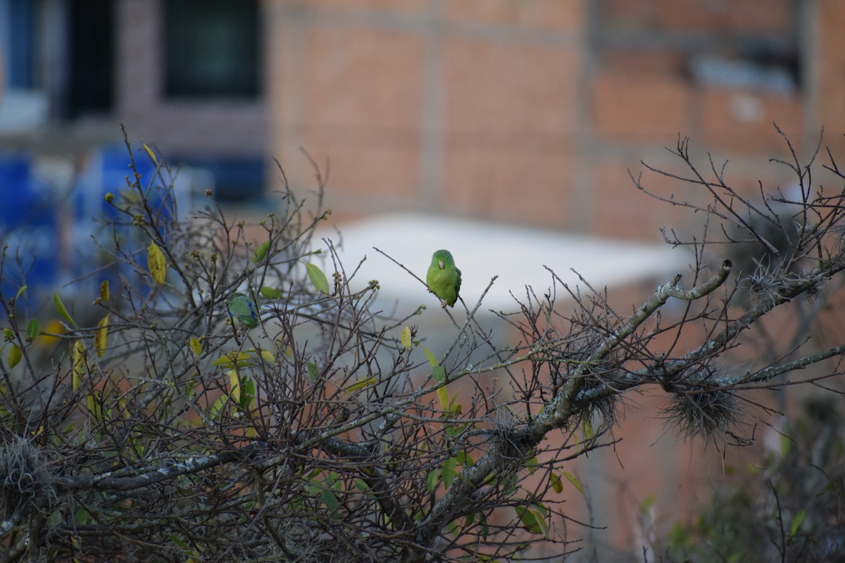 Spectacled Parrotlet - ML295669821