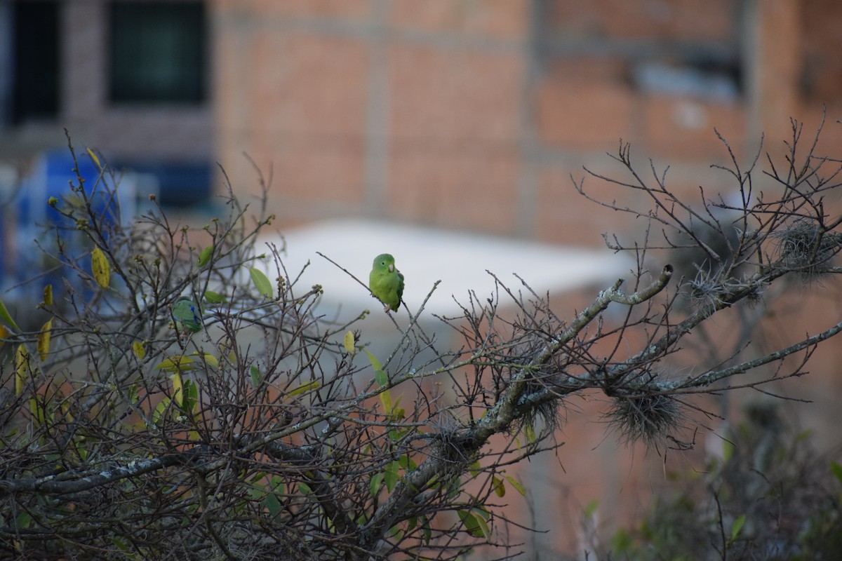 Spectacled Parrotlet - ML295669911