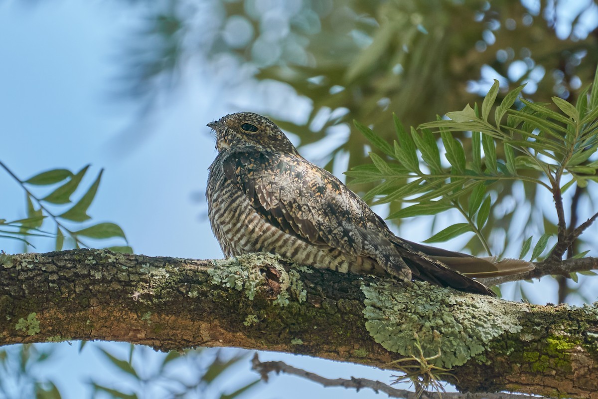 Common Nighthawk - ML295670511