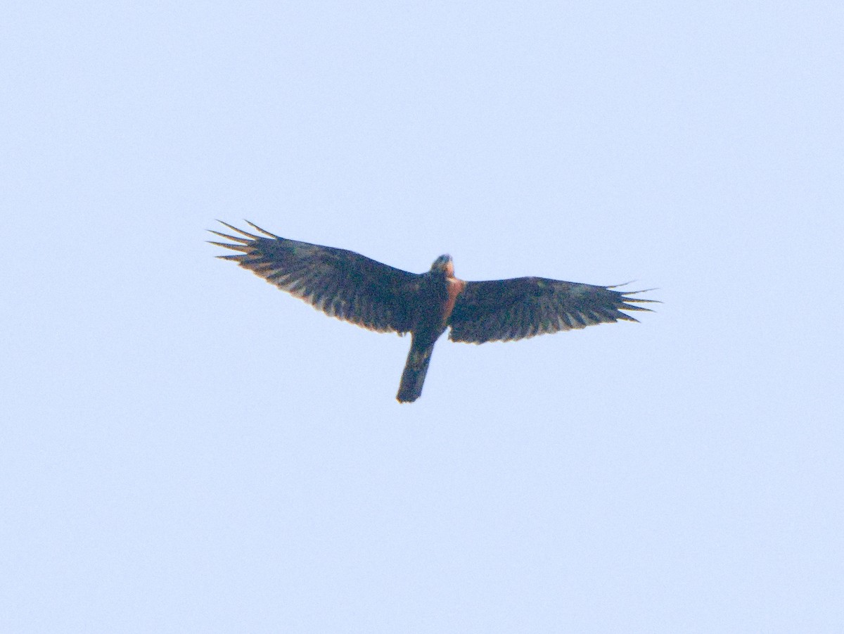 Western Marsh Harrier - ML295670741