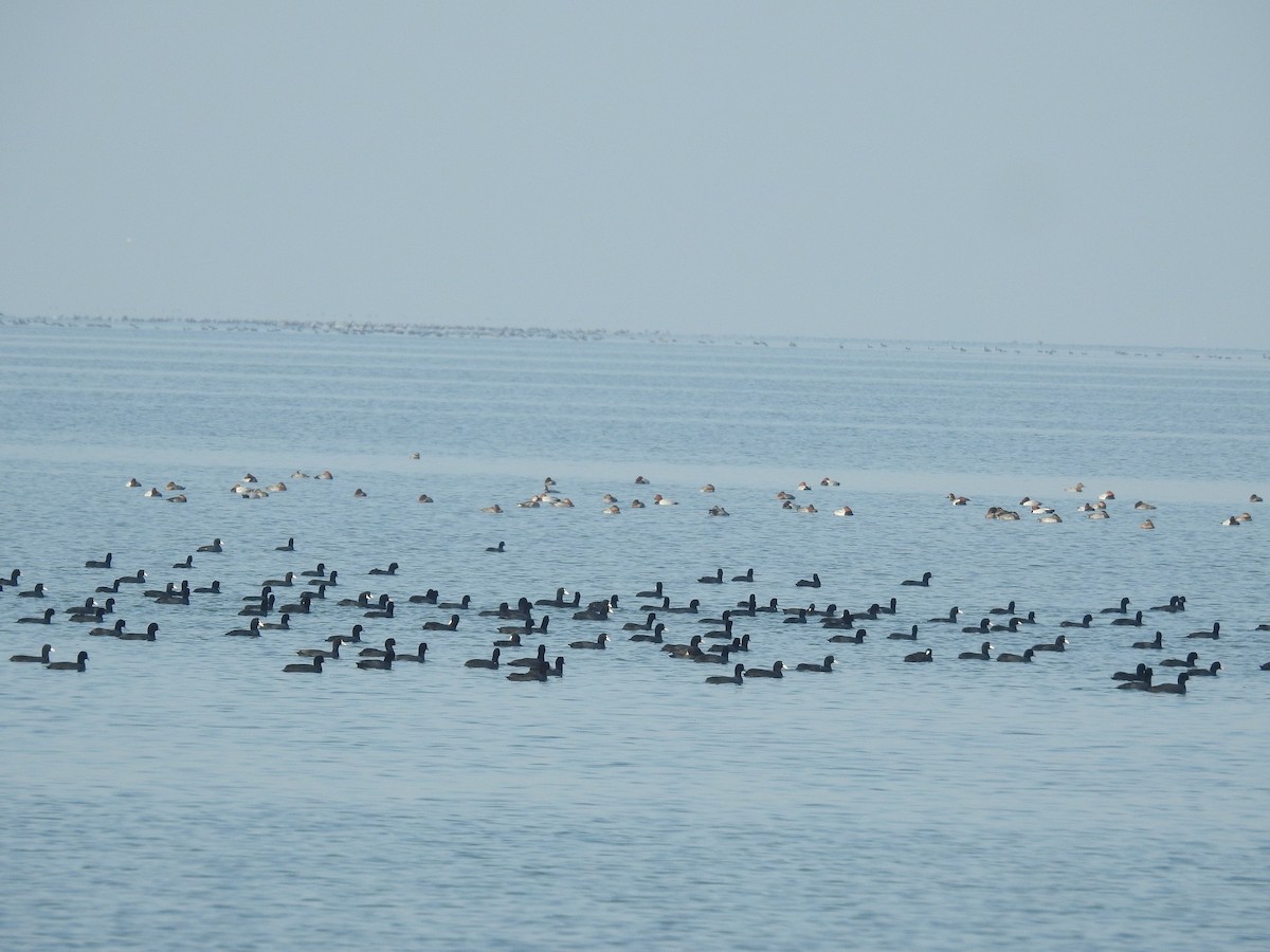 Eurasian Coot - ML295672721