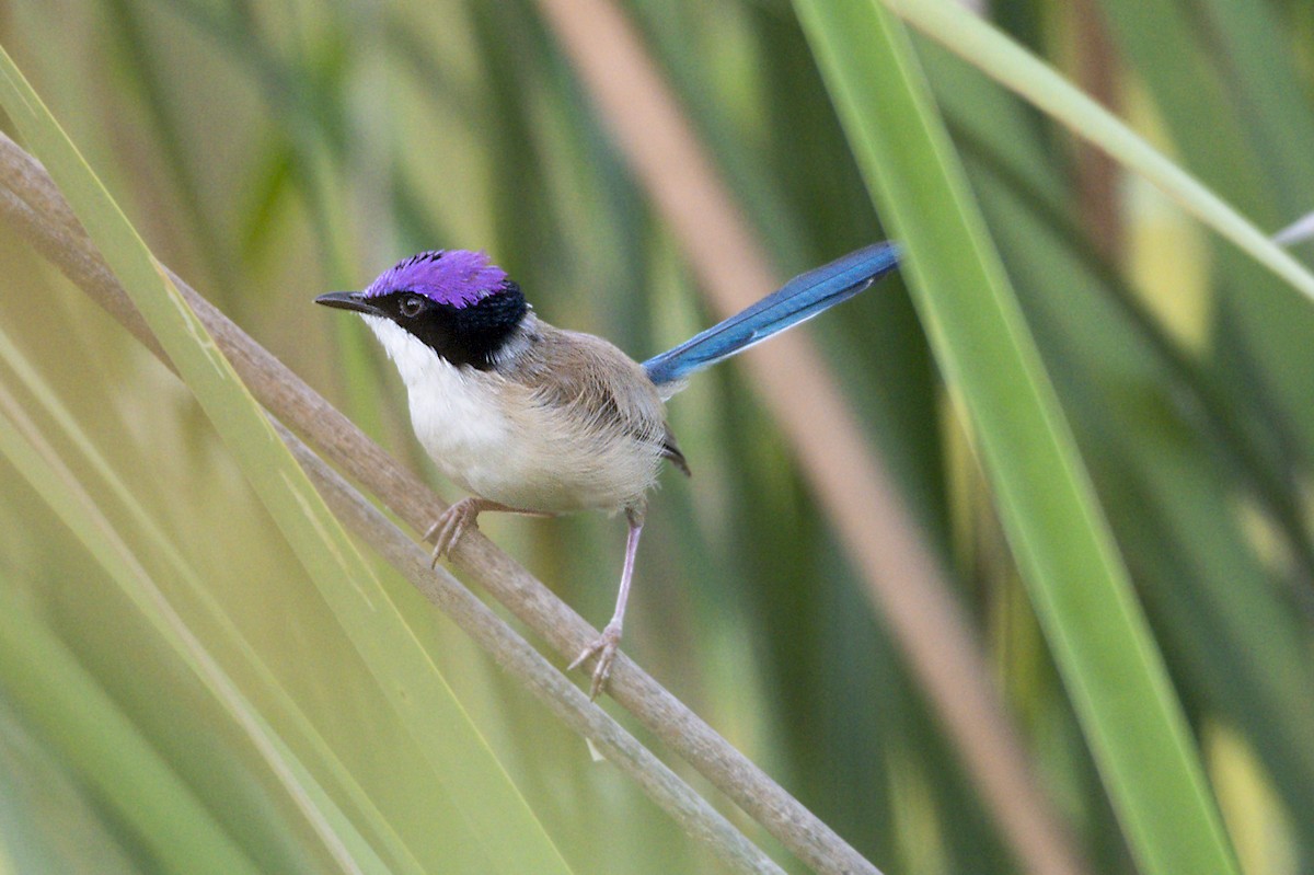 Purple-crowned Fairywren - ML295673021