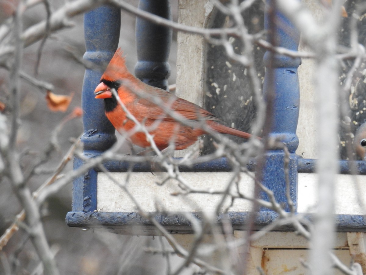 Northern Cardinal - ML295673701