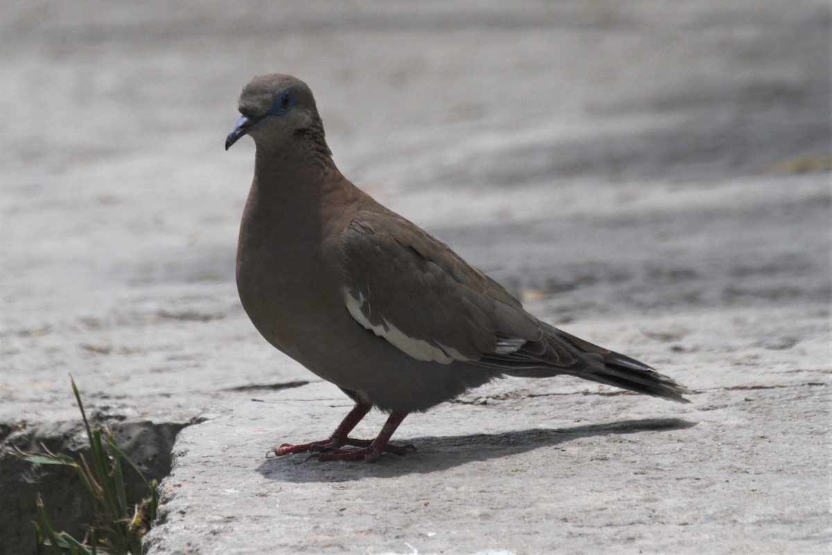 West Peruvian Dove - Oscar  Diaz