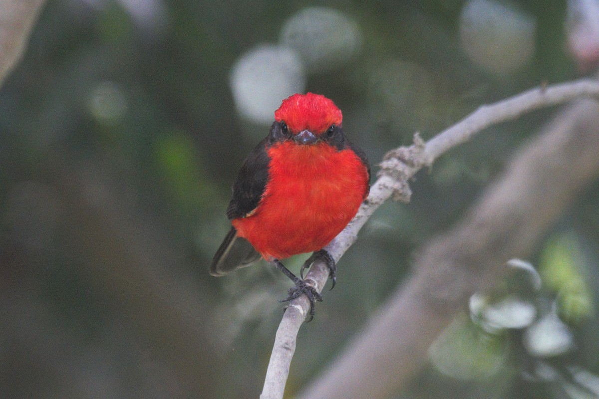 Vermilion Flycatcher - Oscar  Diaz