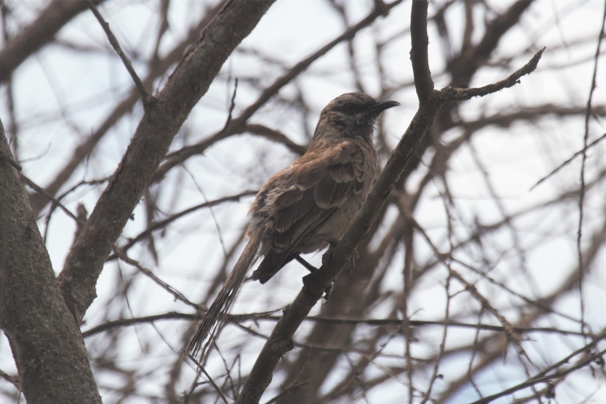 Long-tailed Mockingbird - Oscar  Diaz