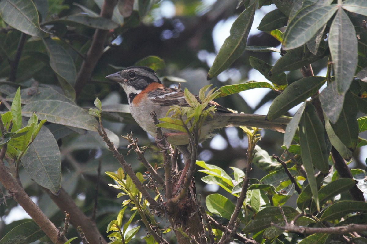 Rufous-collared Sparrow - Oscar  Diaz