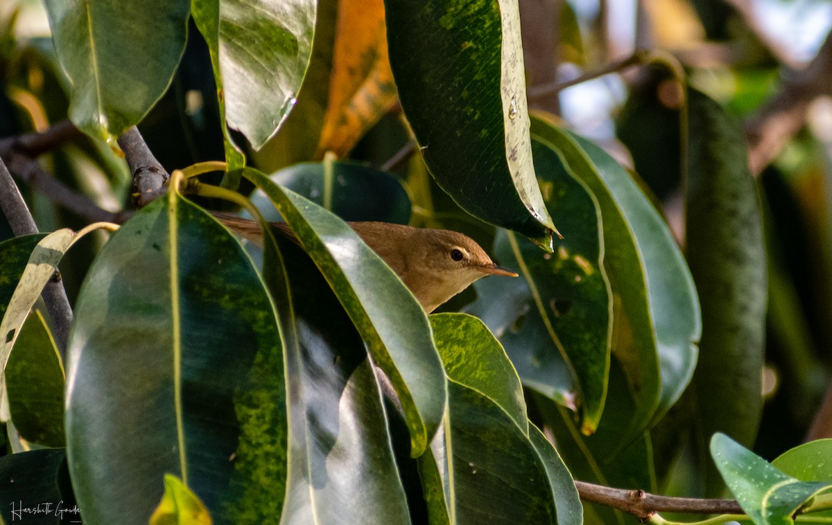 Blyth's Reed Warbler - Harshith Gowda