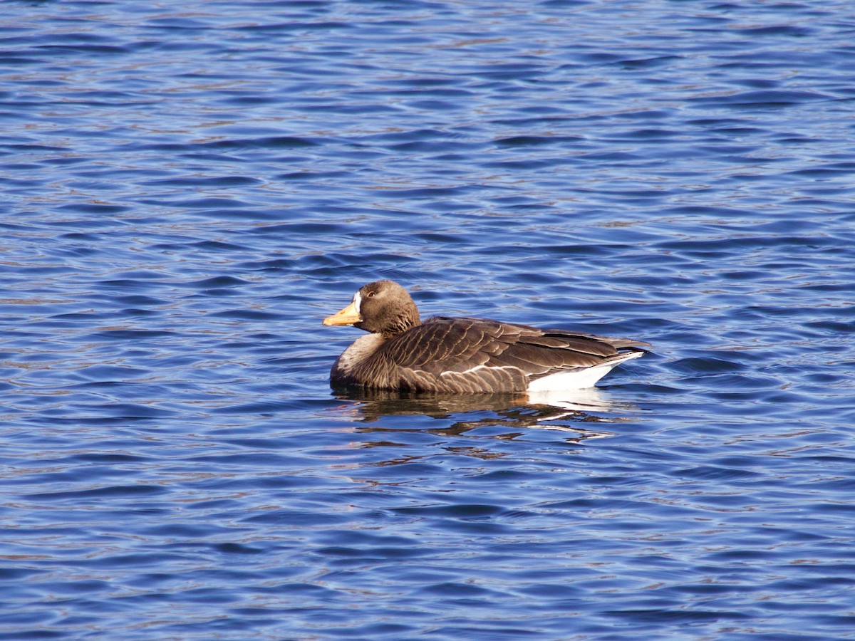Greater White-fronted Goose - ML295675121