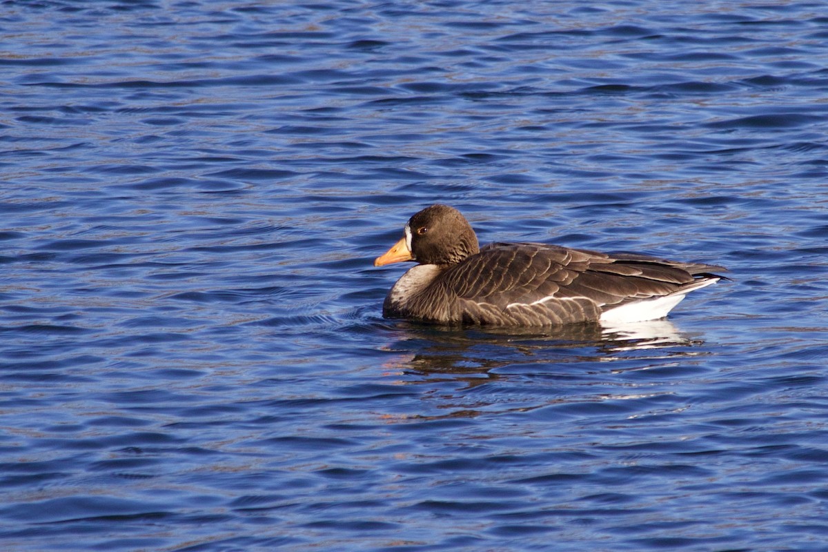 Greater White-fronted Goose - ML295675131