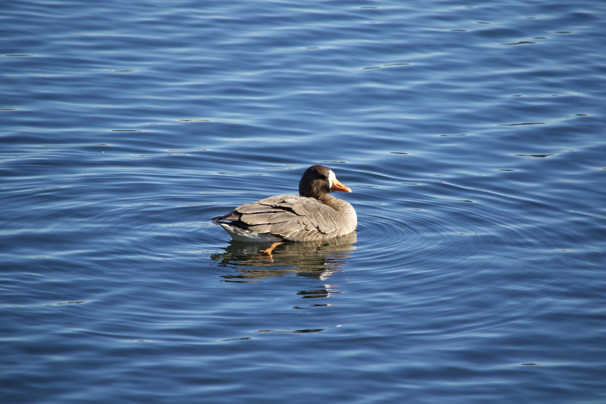 Greater White-fronted Goose - ML295675141