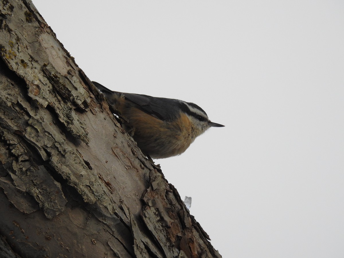 Red-breasted Nuthatch - ML295676141