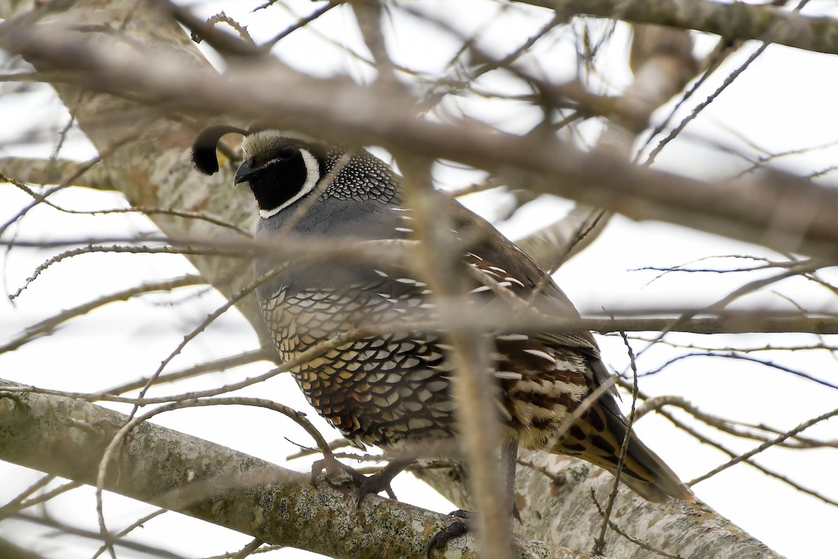 California Quail - ML295677731