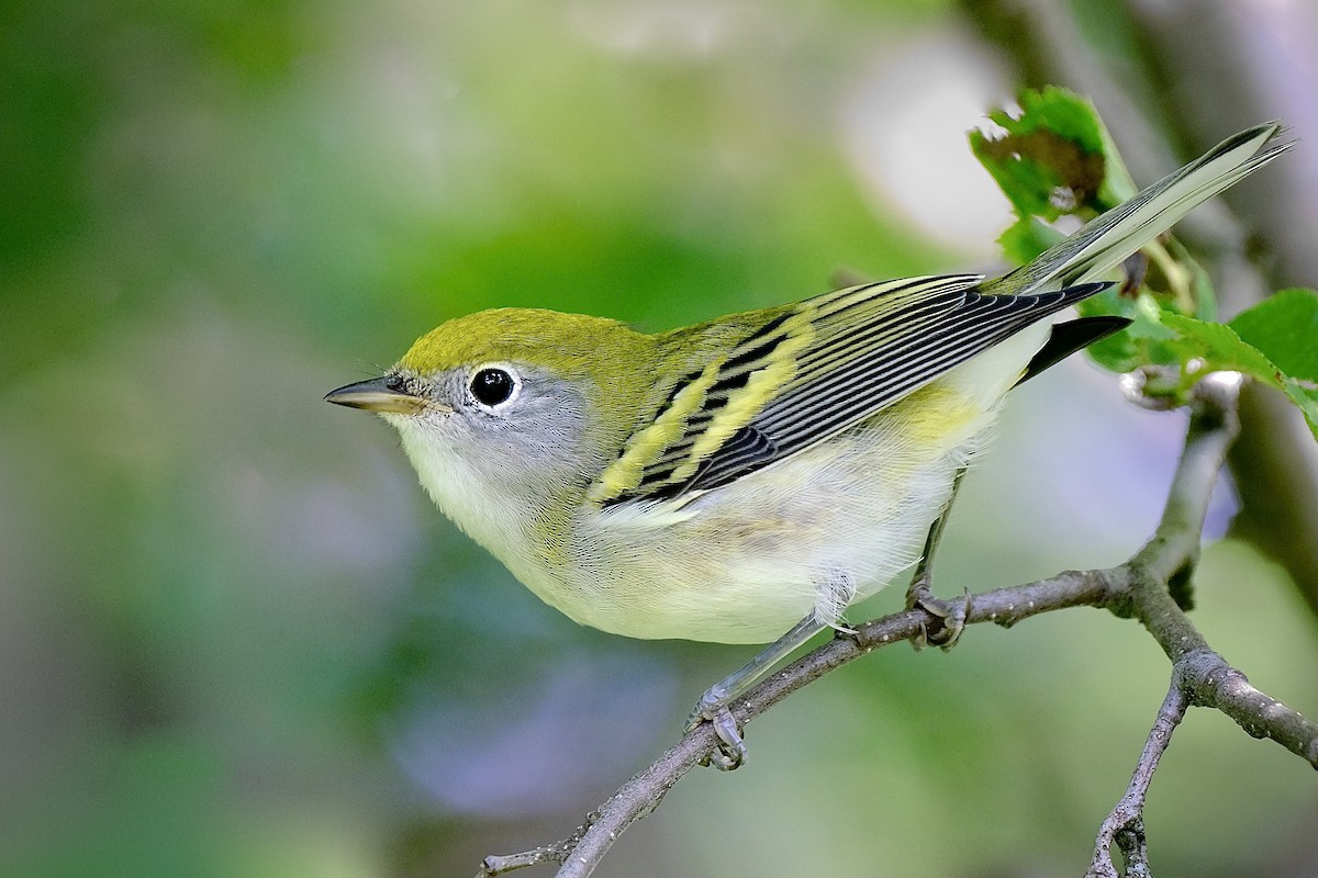 Chestnut-sided Warbler - ML295678191