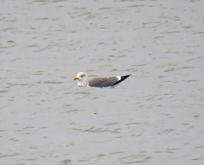 Lesser Black-backed Gull - Nancy Anderson