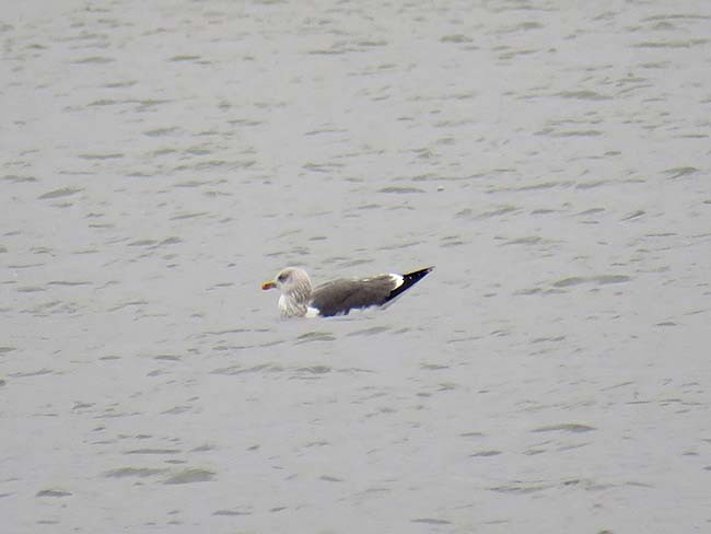 Lesser Black-backed Gull - ML295678891