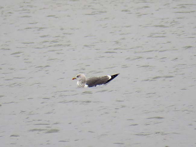 Gaviota Sombría - ML295678891