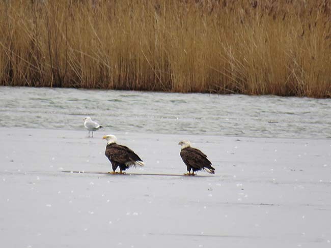 Bald Eagle - Nancy Anderson