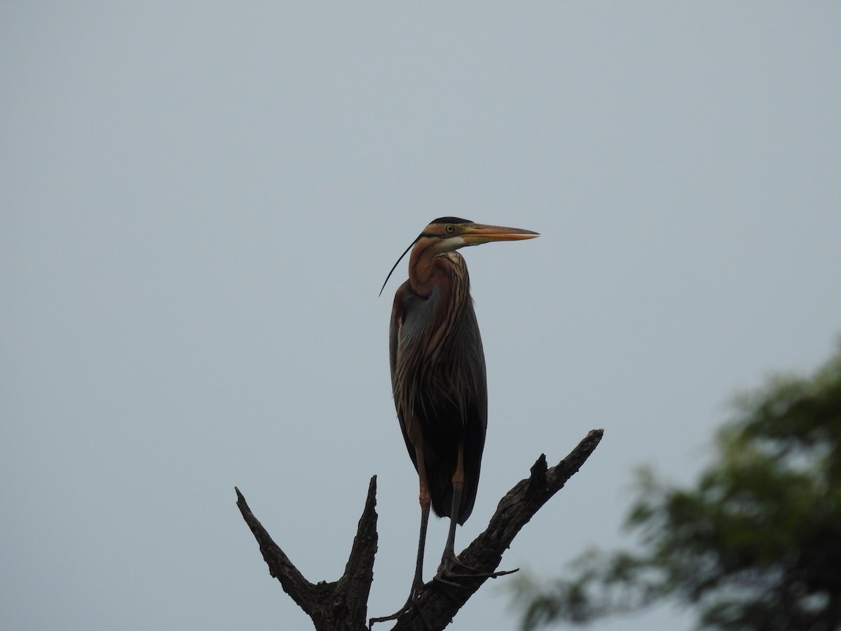 Purple Heron - ML295681501