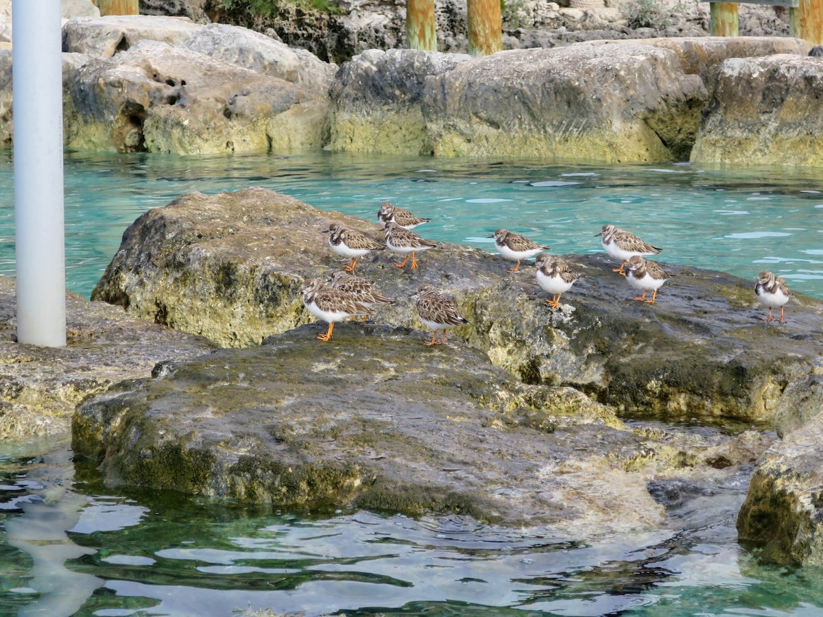 Ruddy Turnstone - ML295682301