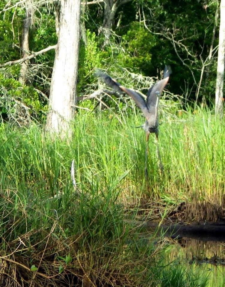 Great Blue Heron - ML29568321