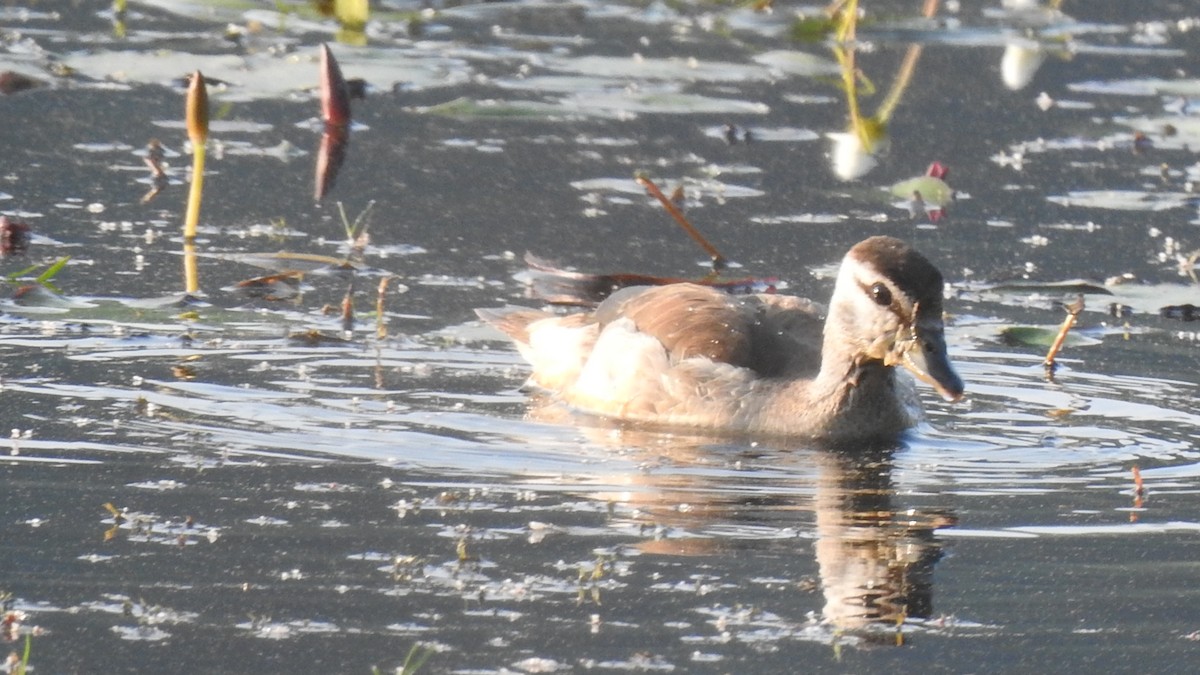 Cotton Pygmy-Goose - ML295683211