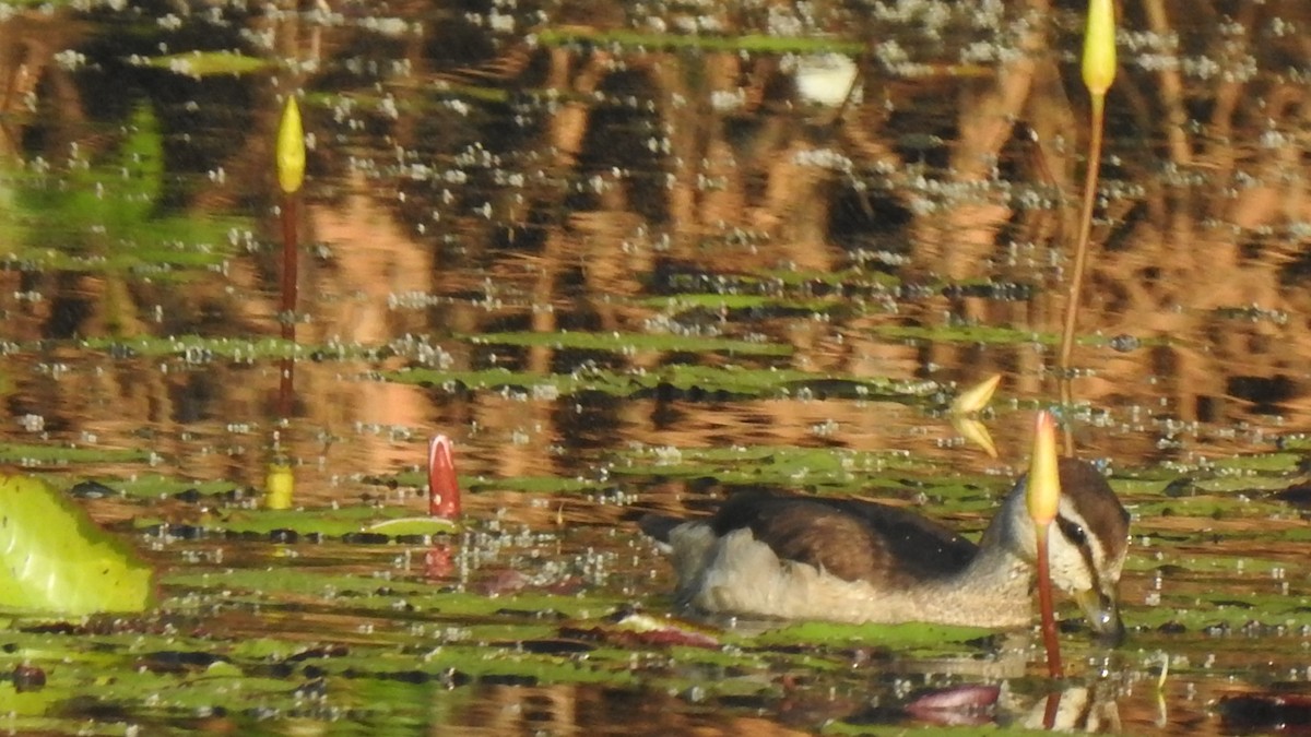 Cotton Pygmy-Goose - ML295683221