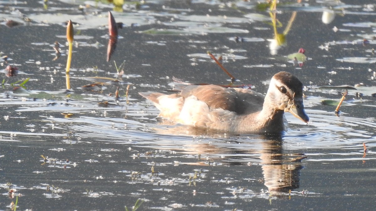 Cotton Pygmy-Goose - ML295683231