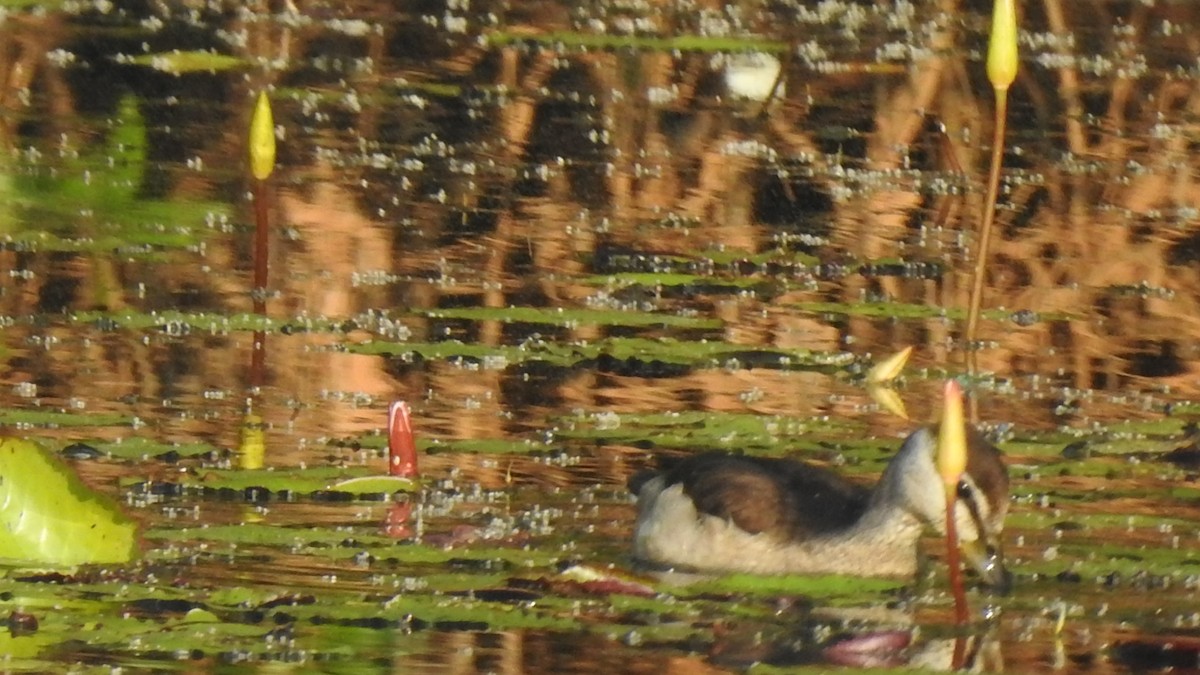 Cotton Pygmy-Goose - ML295683241