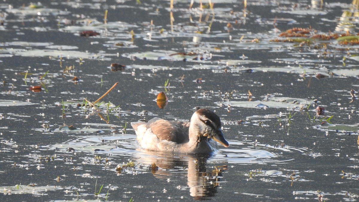 Cotton Pygmy-Goose - ML295683261